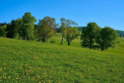 Beech trees on a green spring meadow, surrounded by rolling hills and blue sky, spring,