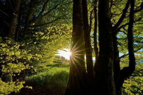 Sunbeams penetrate dense trees in a green, quiet forest, spring, Schauinsland, Freiburg im