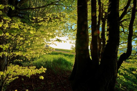 Sunlight floods through dense trees and creates a golden shadow play in the forest, spring,
