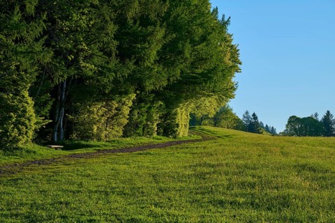 A quiet forest path at the edge of a meadow with dense tree cover, spring, Schauinsland, Freiburg
