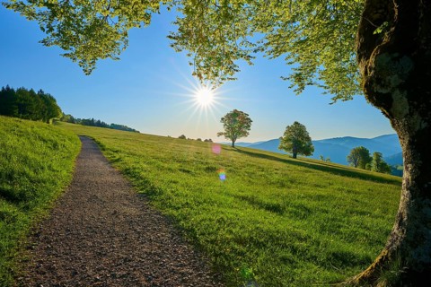 A sunny landscape with a path on a green meadow, surrounded by beech trees, spring, Schauinsland,