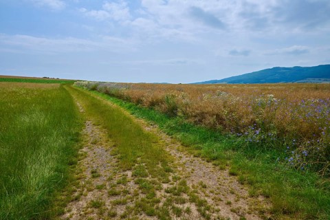 A narrow country lane runs between flowering meadows under a cloudy sky, Orferode, town of Bad