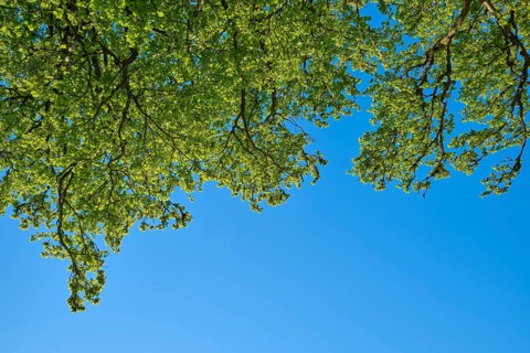 Perspective of the beech tree tops against the clear blue sky, fresh spring green, spring,