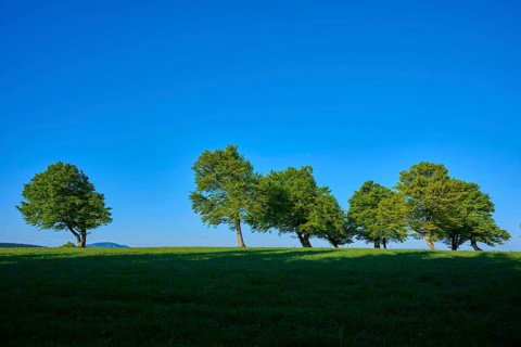 Green trees in a meadow under a clear blue sky, spring, Schauinsland, Freiburg im Breisgau, Black