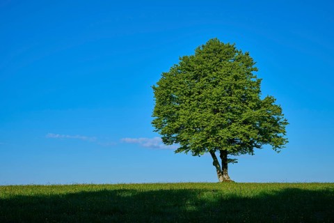 A single green beech tree stands on a green meadow under a blue sky, spring, Schauinsland, Freiburg