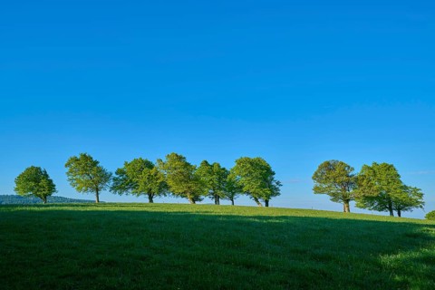 Row of copper beeches on a hill under a bright blue sky, peaceful atmosphere, spring, Schauinsland,