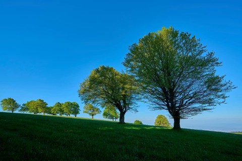 Green beech trees in a meadow under a clear blue sky, quiet nature atmosphere, spring,