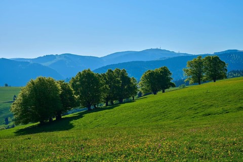 Gentle hills with beech trees in the foreground and mountainous silhouette in the background under