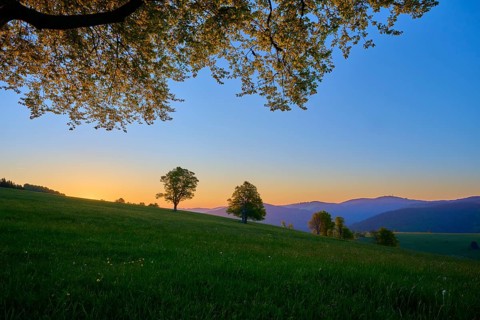 Green meadow with trees and dawn in the background, quiet natural landscape, spring, Schauinsland,