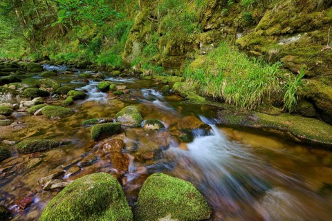 A small stream flows through a mossy forest landscape, lined with stones, Black Forest,