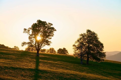 Rays of light break through treetops during a sunrise in a meadow, spring, Schauinsland, Freiburg