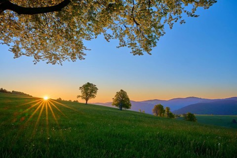 Green meadow with trees and sunrise on the horizon, peaceful nature atmosphere, spring,