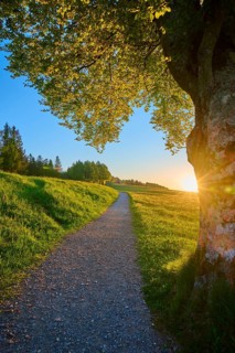 A tree at the edge of the path at sunrise, a quiet hiking trail stretches along the meadow, spring,