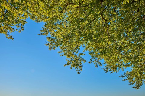 Green leaves of a tree shine in front of a clear blue sky in the sunlight, spring, Schauinsland,