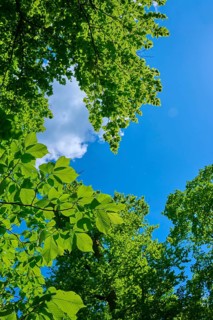 View through dense green treetops into a clear, sunny sky, Triberg im Schwarzwald,