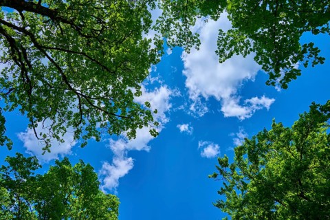 View of green treetops against a blue, cloudy sky, Triberg im Schwarzwald, Schwarzwald-Baar-Kreis,