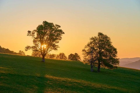 Sunlight breaking through treetops in a meadow at sunrise, spring, Schauinsland, Freiburg im
