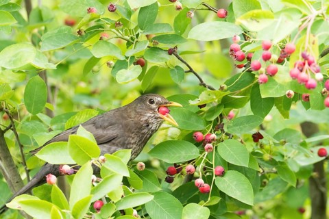 A female blackbird (Turdus merula) eats red berries, European monkey-hat (Euonymus europaeus),
