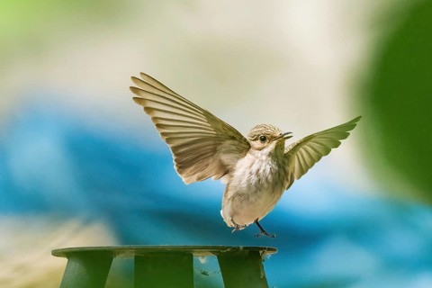 A grey flycatcher (Muscicapa striata) takes off from a metal platform with outstretched wings,