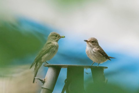 Two grey flycatchers (Muscicapa striata), pair, standing on a metal platform, one holding food in