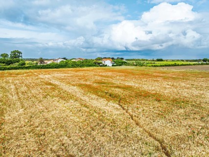 Red poppies in the cereal field from a drone