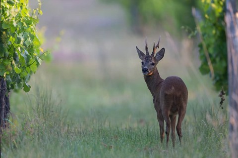 Roebuck in the vineyard in summer, Wittlich, Rhineland-Palatinate, Germany