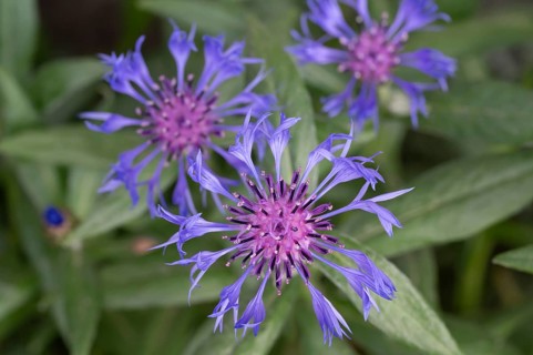 Knapweed (Centaurea), Bavaria, Germany