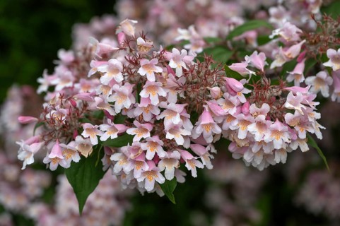 Blossoms of a Weigela (Weigela), Bavaria, Germany