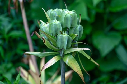 Seed head of the imperial crown (Fritillaria imperialis), Bavaria, Germany