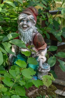Garden gnome in a garden, Bavaria, Germany