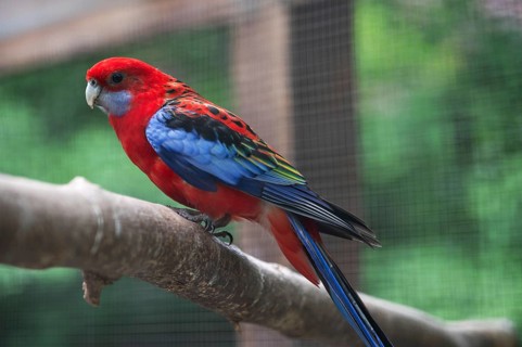 Rosella parakeet (Platycercus eximius) in a voile, Bavaria, Germany