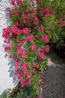 Climbing, small-flowered rose (Rosa), Bavaria, Germany