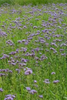 Bee friend (Phacelia), Bavaria, Germany