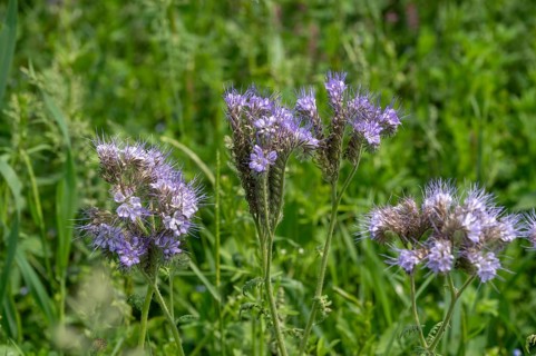Bee friend (Phacelia), Bavaria, Germany