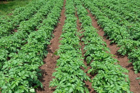 Potato cultivation (Solanum tuberosum), Bavaria, Germany