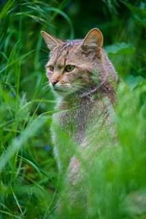 Wildcat (Felis silvestris), sitting attentively in tall grass, surrounded by lush vegetation,