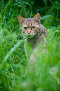Wildcat (Felis silvestris), looking curiously through the dense grass in a natural environment,