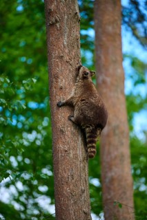A raccoon (Procyon lotor), climbing a tree trunk in a dense forest, Germany
