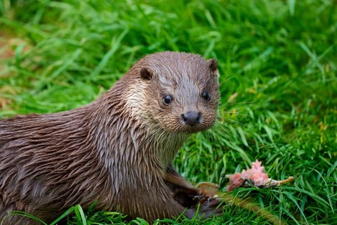 European otter (Lutra lutra), lying on green grass and looking curiously into the camera, Germany