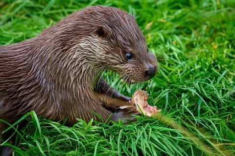 European otter (Lutra lutra), chewing on a piece of fish lying in the grass, Germany