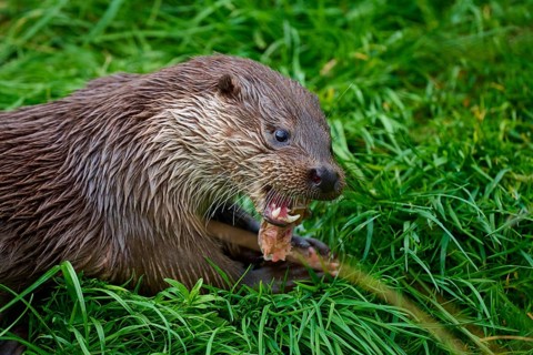 European otter (Lutra lutra), hungry otter with open mouth feeding in the grass, Germany