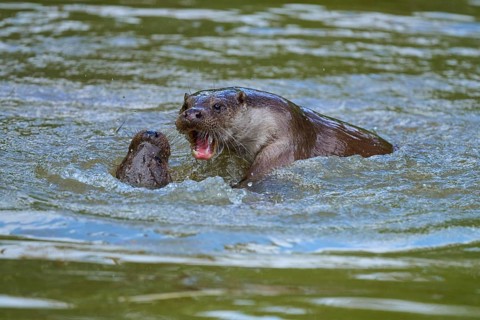 European otter (Lutra lutra), two otters swimming and playing lively in the water, Germany