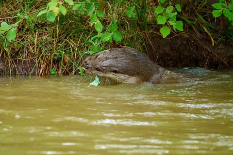 European otter (Lutra lutra), swimming on the shore and examining leaves, Germany