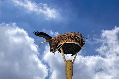 White stork (Ciconia ciconia) leaving its nest, cloudy sky, Kuhlrade, Mecklenburg-Western