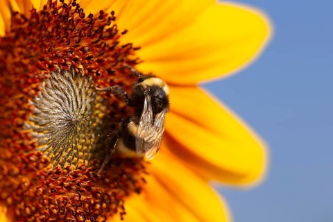 Close-up of a sunflower. A bee collects pollen and nectar from the flower