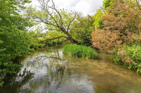 River Avon tributary stream near Harnham Water meadows, Salisbury, Wiltshire, England, UK