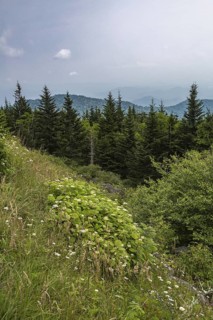 Hazy Blue Ridge Mountains in the distance behind evergreen trees near Clingman's Dome in Tennessee