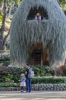 Thai woman in the top window of the Llama tree at Mae Fah Luang Gardens within the Doi Tung tourist