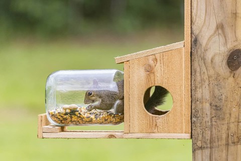 Squirrel eating from a glass and cedar squirrel feeder