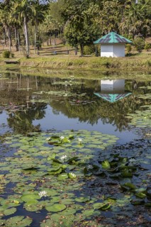Lily pads in a pond on the campus of CRRU Shiangrai Rajabhat University in Chiang Rai, Thailand